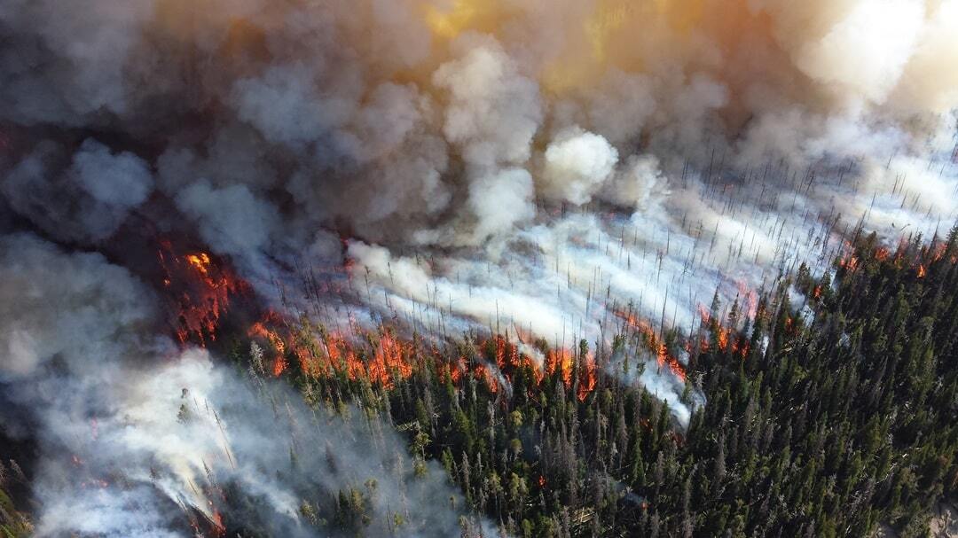 Forest fire with large plumes of dark smoke rising into the sky.