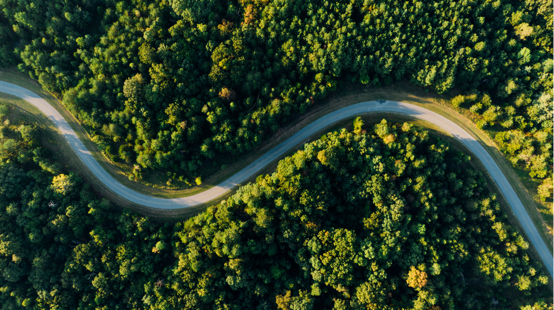 An aerial view of a forest 